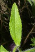 black-eyed Susan